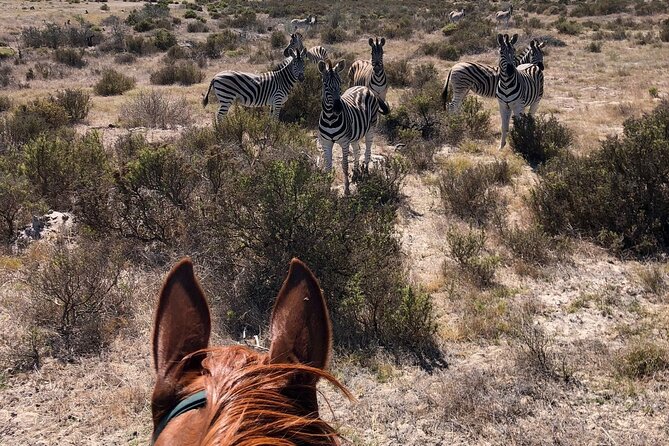 Beach Horse Ride in Yzerfontein, Western Cape - Who should book this private ride