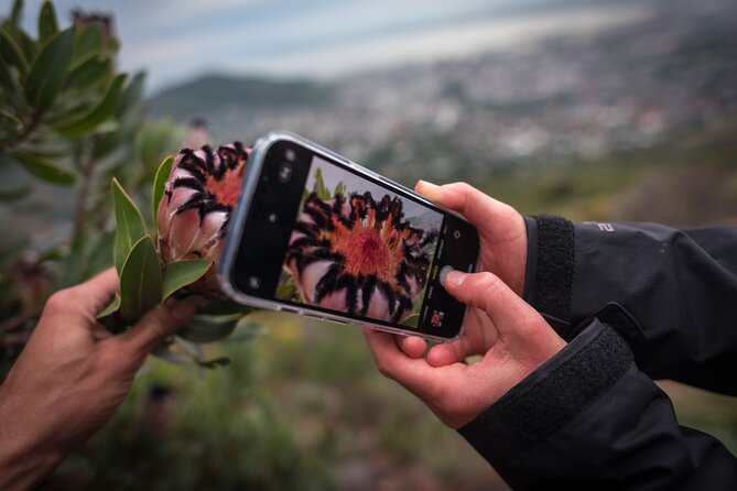 Beautiful Table Mountain Hike - Kasteelspoort - Fynbos, unusual plants, and mountain stories