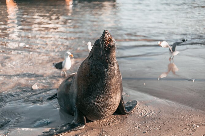 Best of Cape Town Cape Point and Wineries Combined Private Tour - Boulders Beach and the African penguins