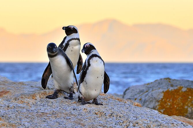 Best of Cape Town Full-Day Private Tour with Table Mountain - Bo-Kaap adds color and context