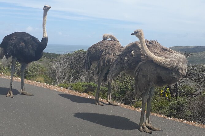 Best Of The Cape 8 Hour Private Tour - Hout Bay, harbor stalls, and Seal Island