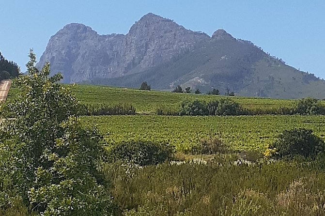 Best Of The Cape 8 Hour Private Tour - Cape Point Nature Reserve and its wildlife