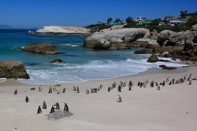 Best Of The Cape 8 Hour Private Tour - Chapman’s Peak and the Atlantic Seaboard