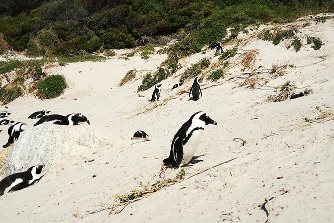 Best of the Cape Full Day Private Tour - African penguins at Boulders Beach