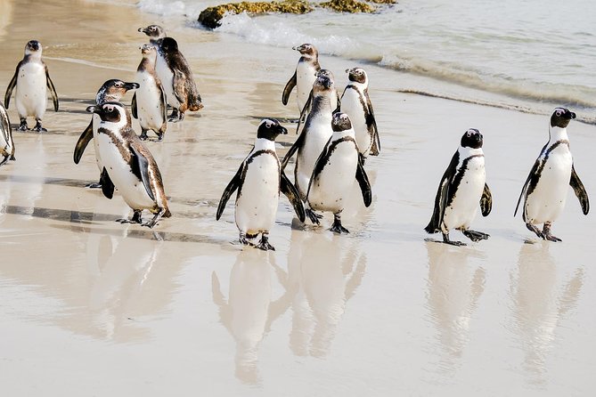 Best of the Cape Peninsula Private Tour - From Kalk Bay to Simon’s Town