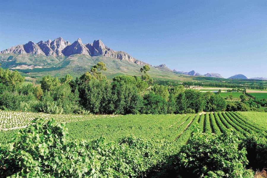 Best of the Cape Peninsula & Wine Route with Wine Tasting - Clifton and Camps Bay: the polished start