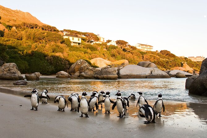 Best of the Cape Private full day tour - Seal Island adds a boat ride and wild animals