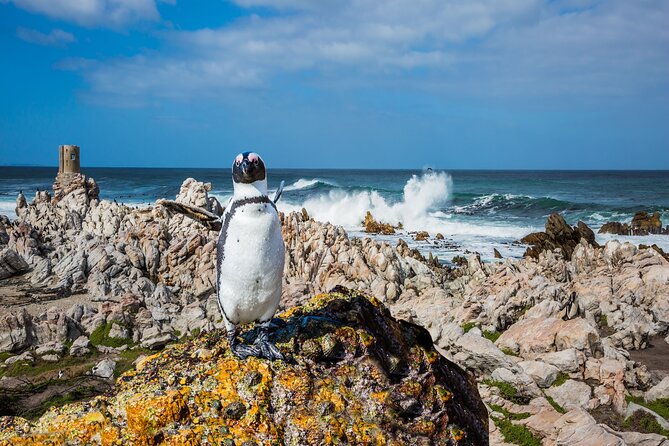 Best of the Cape Private full day tour - Cape Point Vineyards pairs wine with sea views