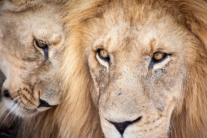 Big 5 Aquila Safari Full Day Tour and Lunch - Key points to know before you book