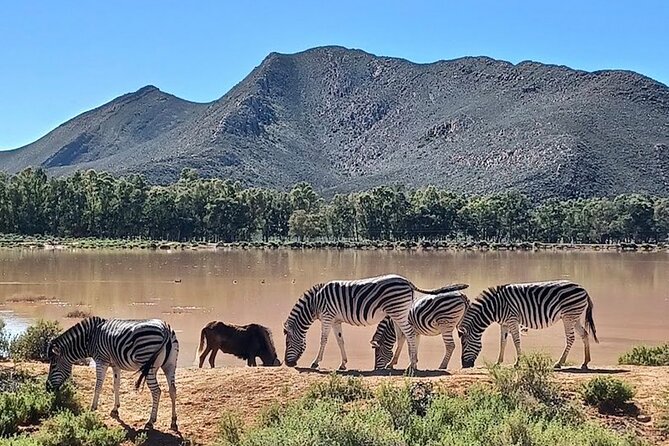 Big 5 Aquila Safari Full Day Tour and Lunch - Buffet lunch gives the middle of the day a proper break