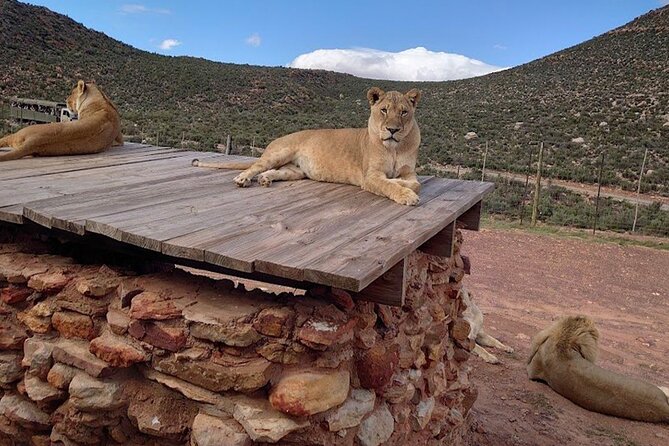 Big 5 Aquila Safari Full Day Tour and Lunch - What the $167.46 price really covers