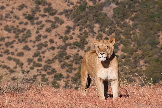 Big 5 Aquila Safari Full Day Tour and Lunch - Who will get the most from this safari day