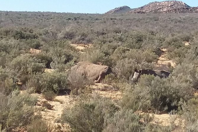 Big 5 Full Day Safari Aquila Lunch plus Breakfast From Cape Town - Through the Huguenot Tunnel and into the interior