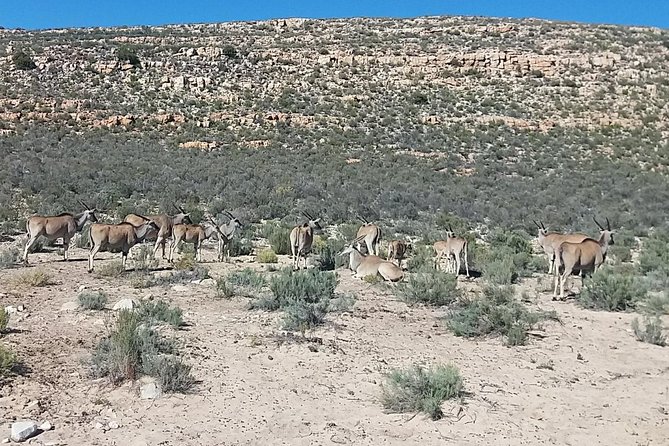 Big 5 Full Day Safari Aquila Lunch plus Breakfast From Cape Town - Breakfast in the African kitchen