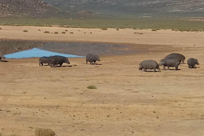 Big 5 Full Day Safari Aquila Lunch plus Breakfast From Cape Town - The open 4x4 game drive