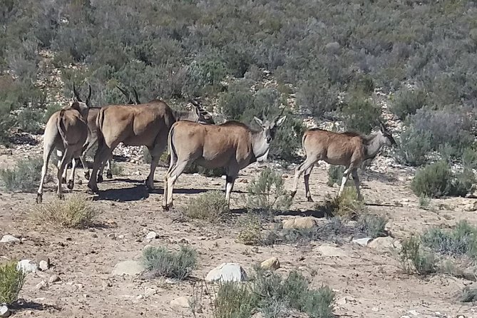 Big 5 Full Day Safari Aquila Lunch plus Breakfast From Cape Town - The drive back to Cape Town