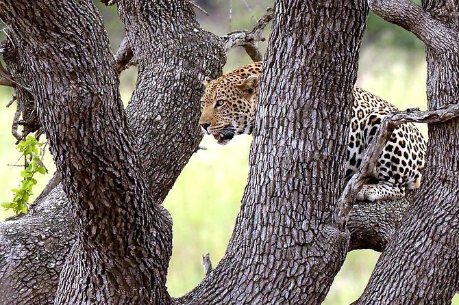 BIG 5 Kruger 3 Days Safari from Johannesburg - Why three days works better than a quick Kruger visit