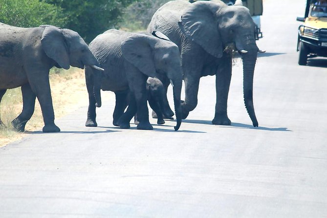 BIG 5 Kruger 3 Days Safari from Johannesburg - Day 1: reaching the lodge near Hazy View
