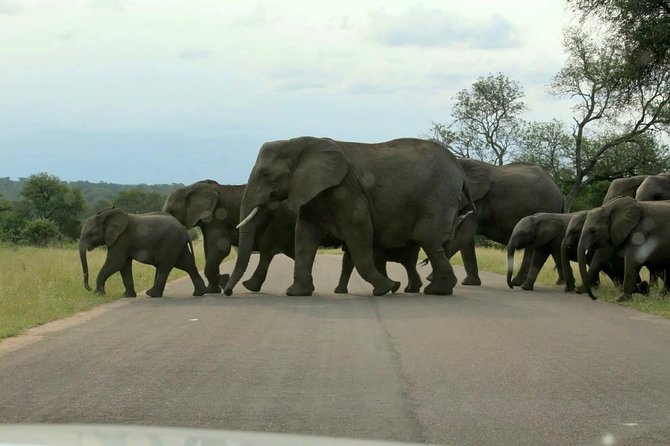 BIG 5 Kruger 3 Days Safari from Johannesburg - Day 2: the 5:00 am search for the Big Five
