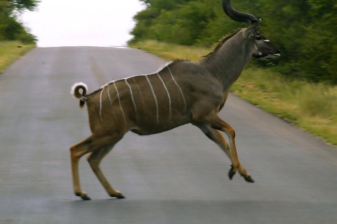 BIG 5 Kruger 3 Days Safari from Johannesburg - Day 3: one last two-hour drive before Johannesburg