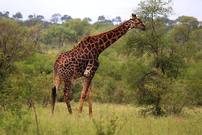 BIG 5 Kruger 3 Days Safari from Johannesburg - What the $907.63 price really covers