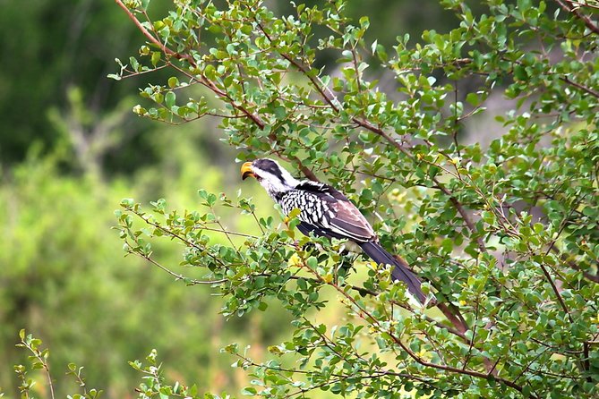 BIG 5 Kruger 3 Days Safari from Johannesburg - The guide, vehicle time, and wildlife viewing
