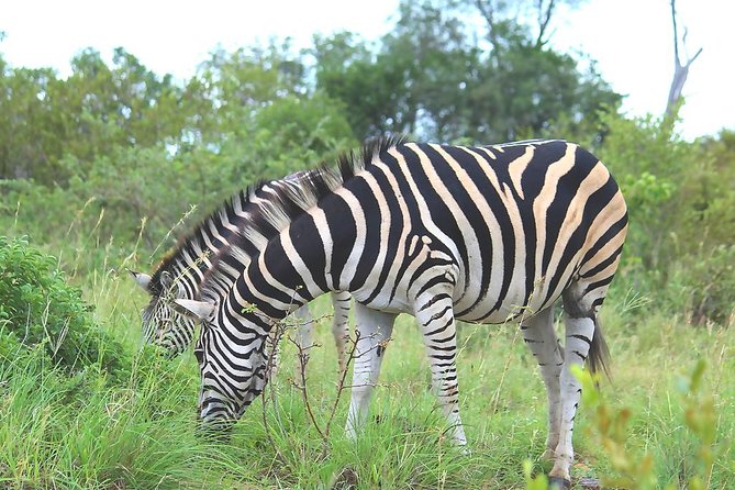 BIG 5 Kruger 3 Days Safari from Johannesburg - Who will enjoy this Kruger trip most