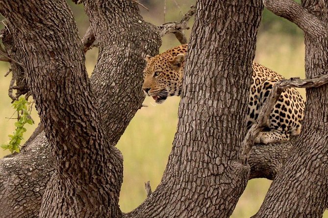 Big 5 Kruger National Park 2 Days Safari from Johannesburg - The long ride back to Johannesburg