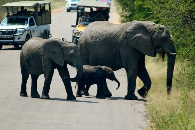 Big 5 Kruger National Park 2 Days Safari from Johannesburg - What the $721.48 price really buys