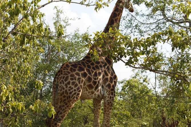 Big 5 Kruger National Park 2 Days Safari from Johannesburg - Who will get the most from this safari