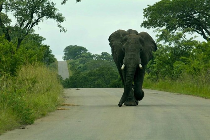 Big 5 Kruger National Park 2 Days Safari from Johannesburg - Should you book this two-day Kruger safari?