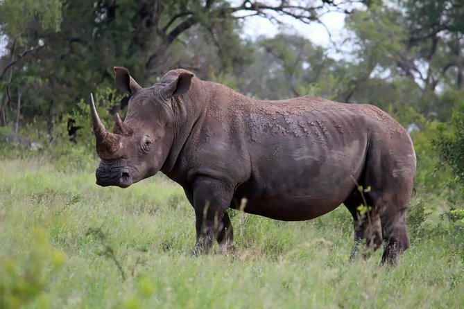 Big 5 Kruger National Park 2 Days Safari from Johannesburg - The four-hour afternoon safari in Kruger