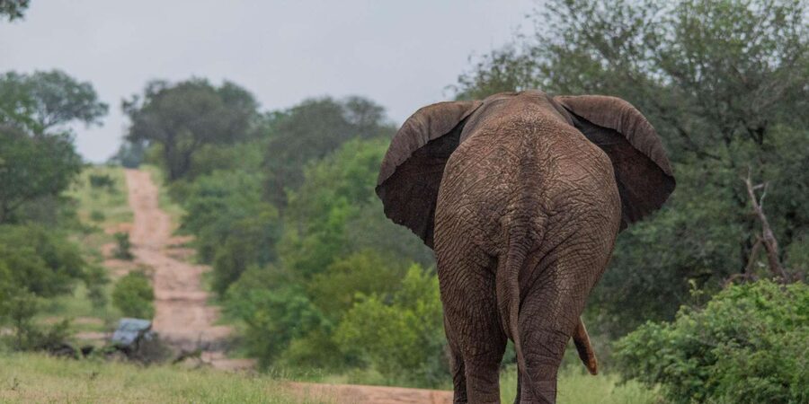 Big 5 Safari Am or Pm - Birding Beyond the Big Five