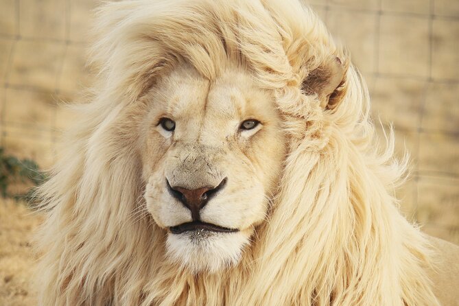 Big 5 Safari Aquila Full Day Private Return From Cape Town - Key points before you book