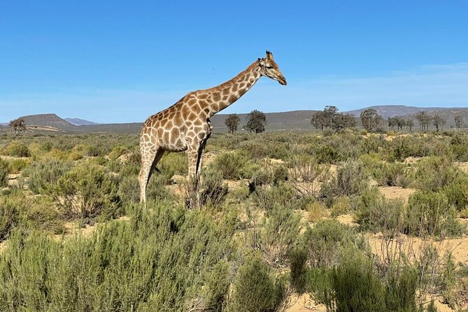 Big 5 Safari Aquila Full Day Private Return From Cape Town - Why the private format can be worth the price