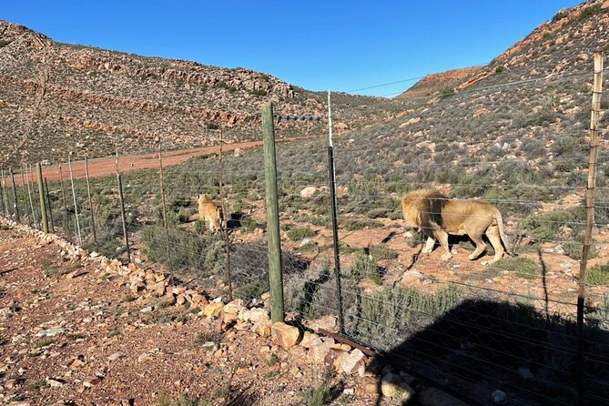Big 5 Safari Aquila Full Day Private Return From Cape Town - The two to three-hour open-vehicle game drive