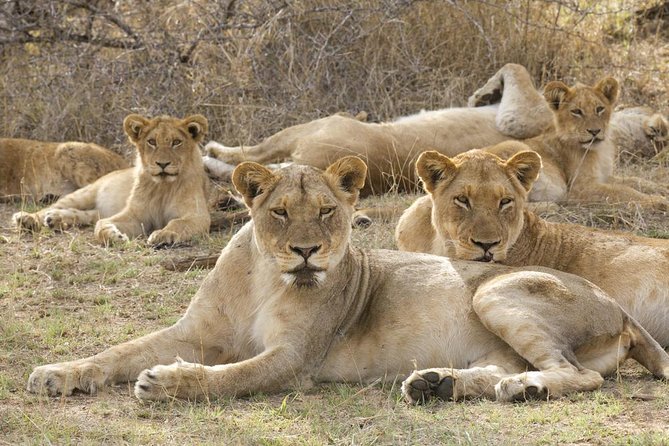 Big 5 Safari Experience at Pilanesberg National Park - Why Pilanesberg works as a Johannesburg day trip