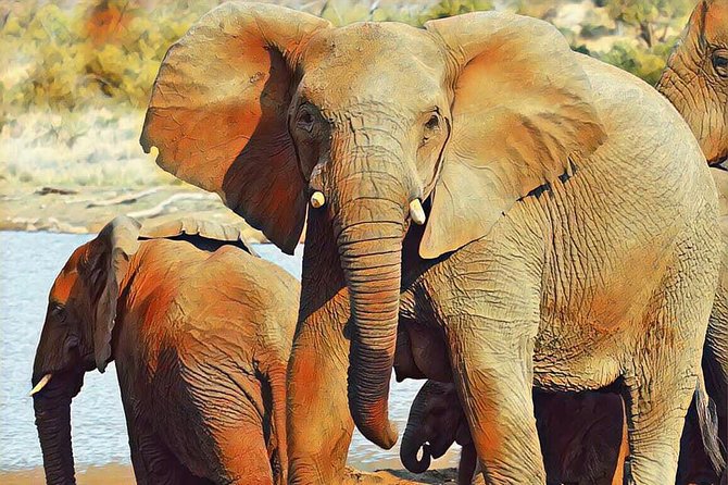 Big 5 Safari Experience at Pilanesberg National Park - Is $244.19 a fair price?