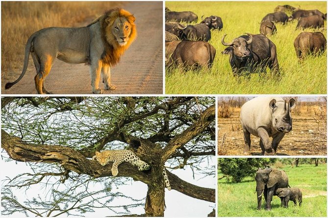 Big 5 Safari Experience at Pilanesberg National Park - Two three-hour drives give you a better shot at wildlife