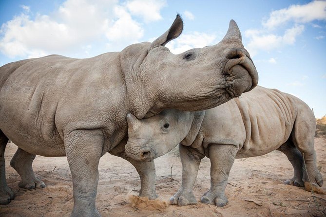 Big 5 Safari One Day Tour - Who should book this Cape Town safari