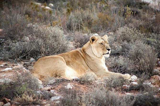 Big 5 Safari One Day Tour - Meals, comfort, and the small-group setup