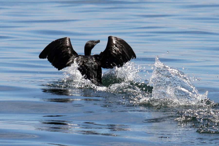 Big 5 Sea Safari Boat Ride of Gansbaai or Walker Bay - Who will enjoy this sea safari most