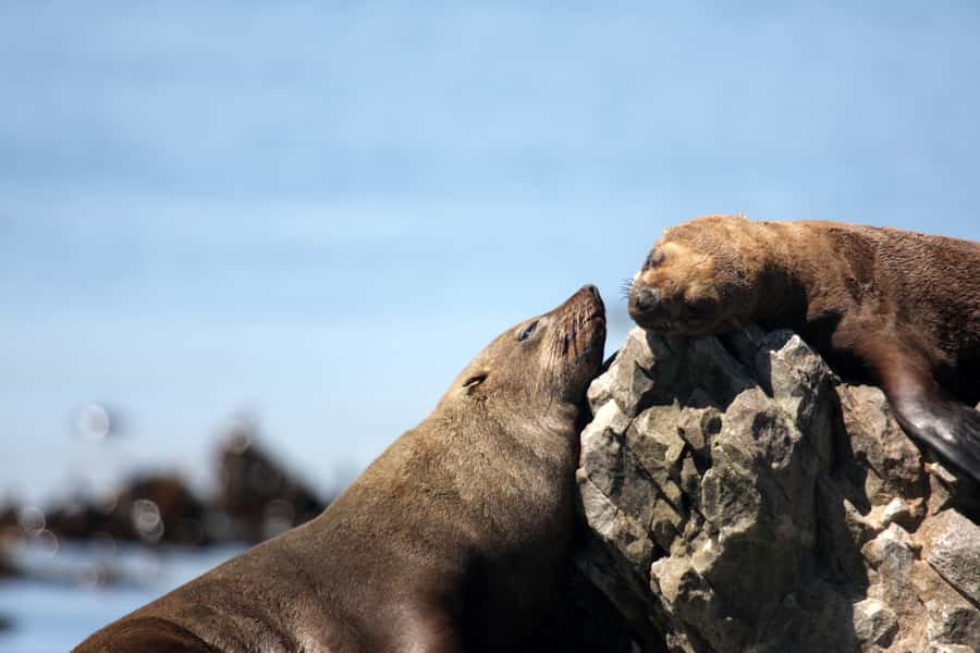 Big 5 Sea Safari Boat Ride of Gansbaai or Walker Bay - Practical details that affect your day