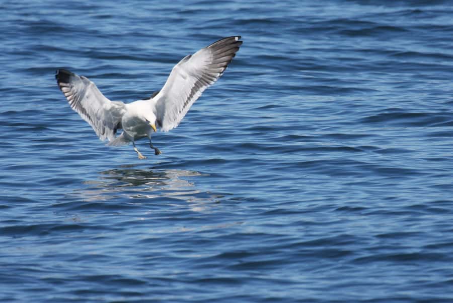 Big 5 Sea Safari Boat Ride of Gansbaai or Walker Bay - How to get more from the two hours
