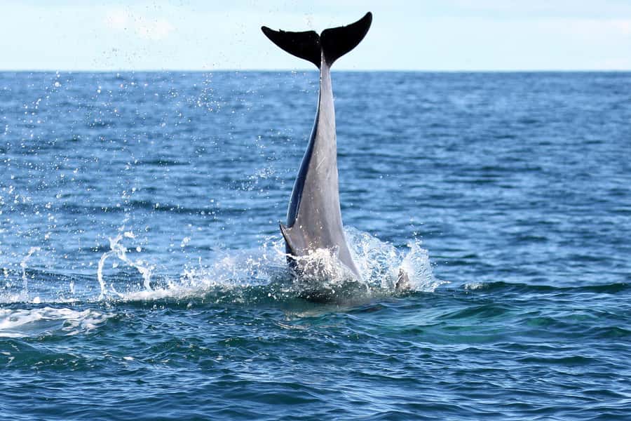 Big 5 Sea Safari Boat Ride of Gansbaai or Walker Bay - Should you book this Gansbaai boat ride?