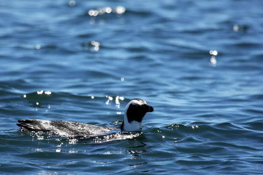 Big 5 Sea Safari Boat Ride of Gansbaai or Walker Bay - Searching for Walker Bay’s marine Big 5