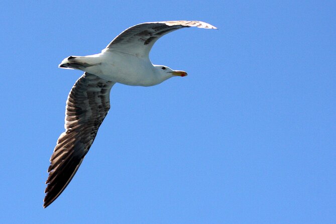Big 5 Sea Safari in Walker Bay from Gansbaai - Setting Out From Gansbaai Harbour