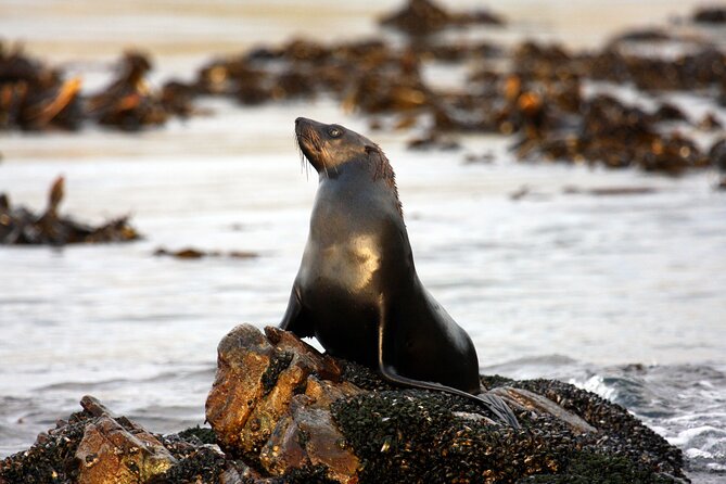 Big 5 Sea Safari in Walker Bay from Gansbaai - The Coastal Run Past De Kelders and De Platt Beach