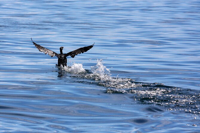 Big 5 Sea Safari in Walker Bay from Gansbaai - Weather, Clothing, and Comfort on the Water