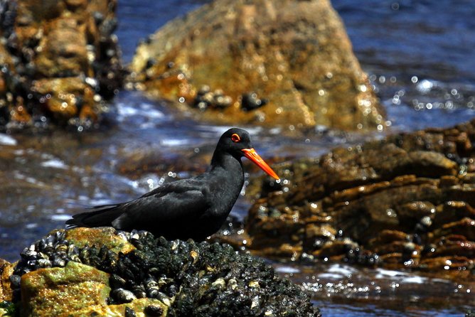 Big 5 Sea Safari in Walker Bay from Gansbaai - Who Will Get the Most From This Safari?